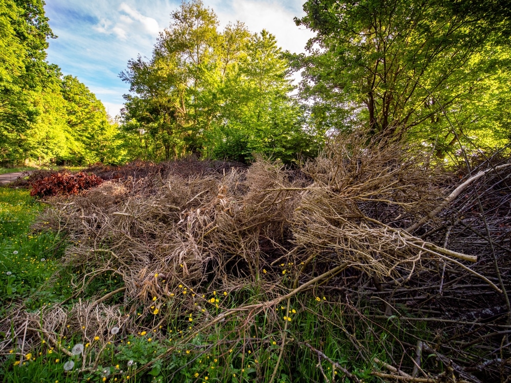 Tas de bois mort et branches coupées dans la verdure de la forêt Grand tas de bois mort et de branches sèches au premier plan, contrastant avec la verdure luxuriante de la forêt et les fleurs jaunes.
