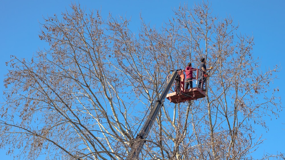 Élagage professionnel d’un arbre avec nacelle élévatrice Deux ouvriers élagueurs dans une nacelle taillant un platane en hiver sous un ciel bleu dégagé.