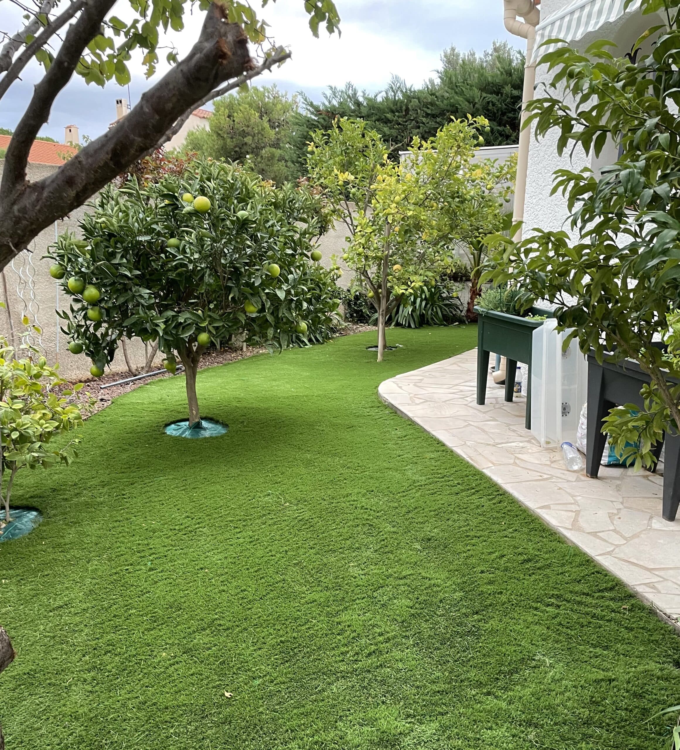 Jardin moderne avec gazon artificiel, plusieurs jeunes agrumes chargés de fruits verts et une terrasse incurvée en pierre.